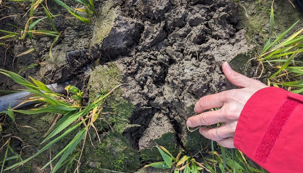 Inspecting wet soil for earthworms
